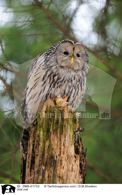 Habichtskauz / Ural owl / DMS-01733