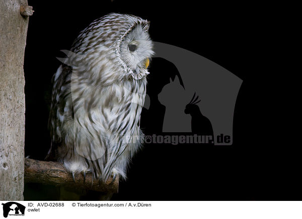 Habichtskauz / owlet / AVD-02688