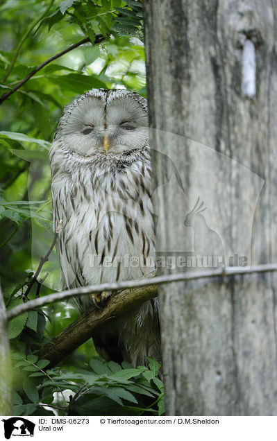 Habichtskauz / Ural owl / DMS-06273
