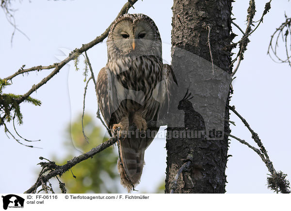 Habichtskauz / oral owl / FF-06116
