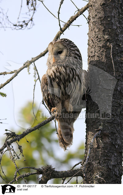 Habichtskauz / oral owl / FF-06117