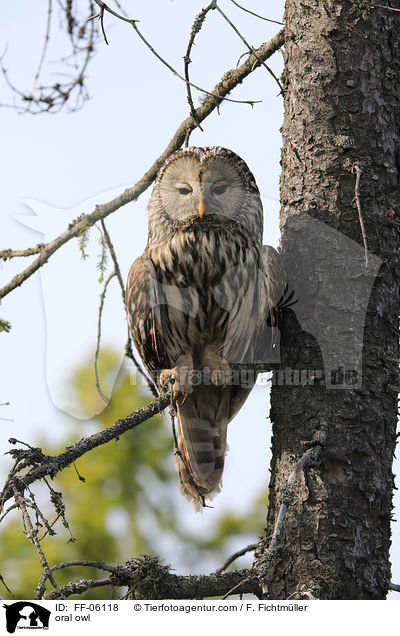 Habichtskauz / oral owl / FF-06118