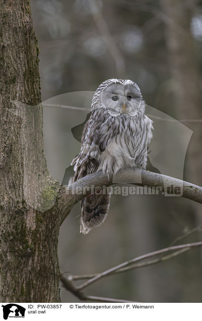 Habichtskauz / ural owl / PW-03857