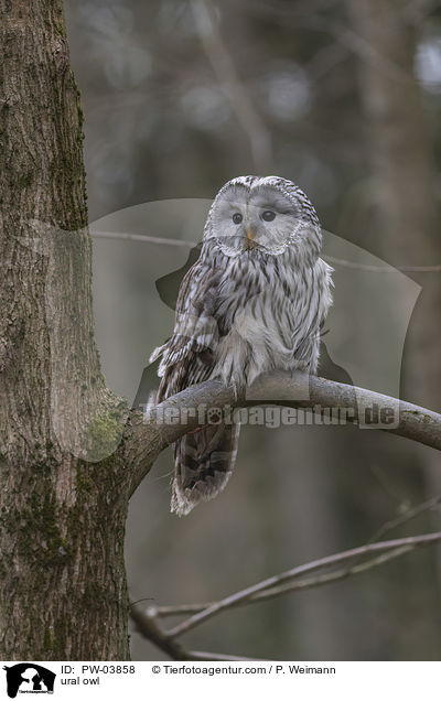 Habichtskauz / ural owl / PW-03858
