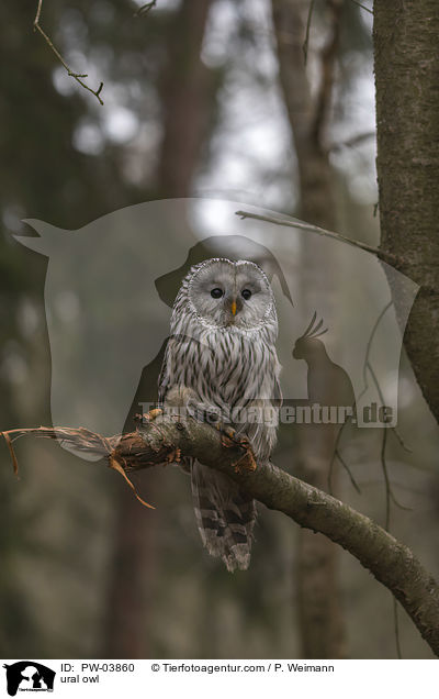 Habichtskauz / ural owl / PW-03860