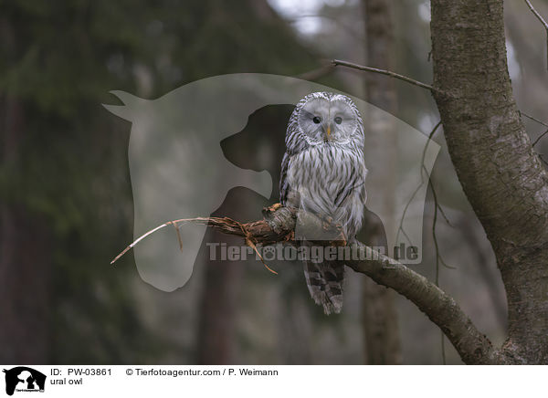 Habichtskauz / ural owl / PW-03861