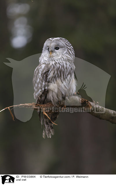 Habichtskauz / ural owl / PW-03864
