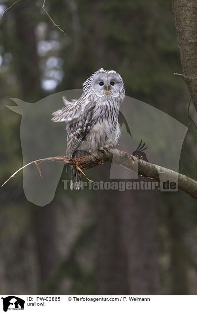 Habichtskauz / ural owl / PW-03865