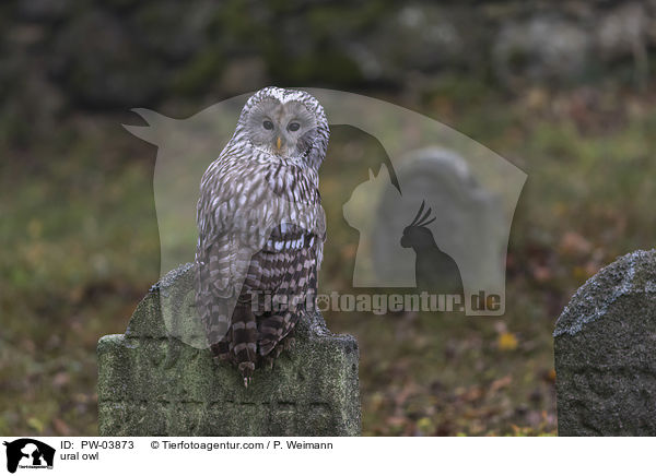 Habichtskauz / ural owl / PW-03873