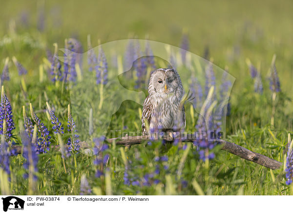 Habichtskauz / ural owl / PW-03874
