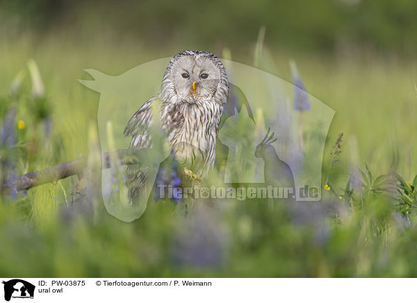 Habichtskauz / ural owl / PW-03875