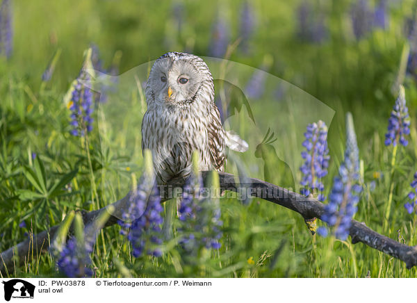 Habichtskauz / ural owl / PW-03878