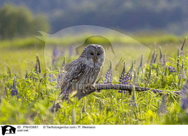 Habichtskauz / ural owl / PW-03881