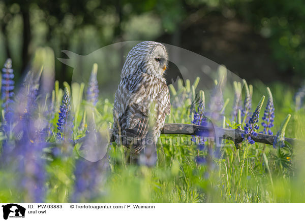 Habichtskauz / ural owl / PW-03883