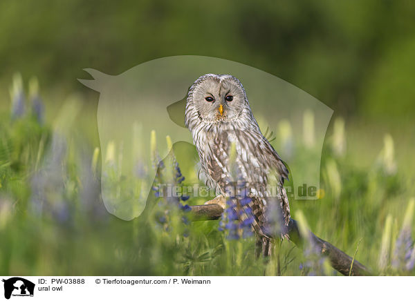 Habichtskauz / ural owl / PW-03888