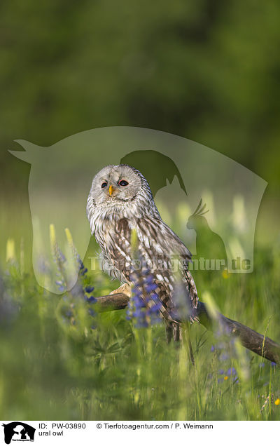 Habichtskauz / ural owl / PW-03890