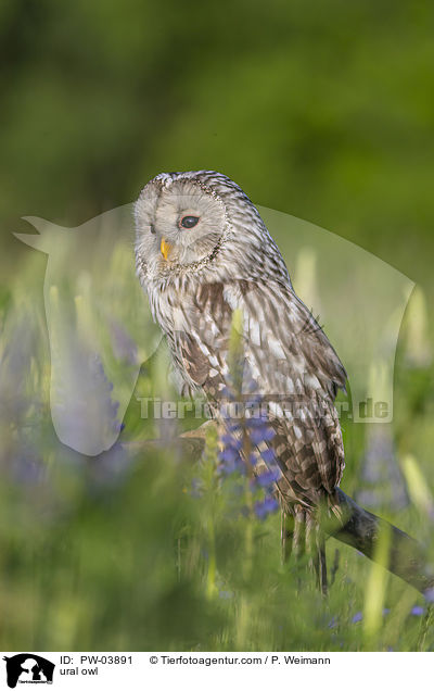 Habichtskauz / ural owl / PW-03891