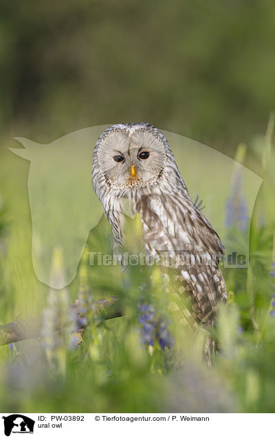 Habichtskauz / ural owl / PW-03892