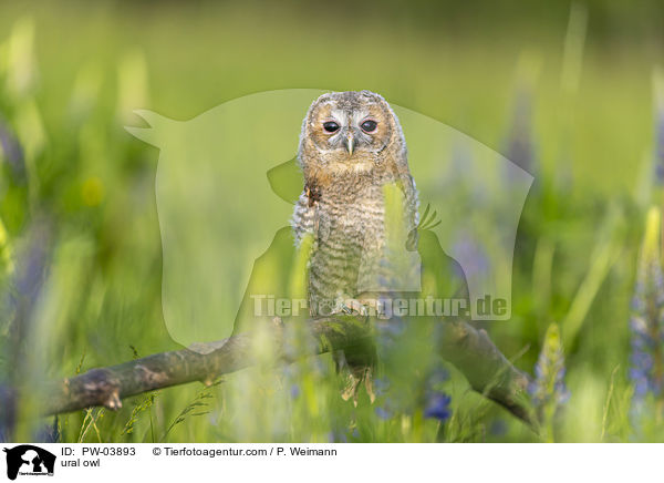 Habichtskauz / ural owl / PW-03893