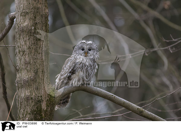Habichtskauz / ural owl / PW-03896