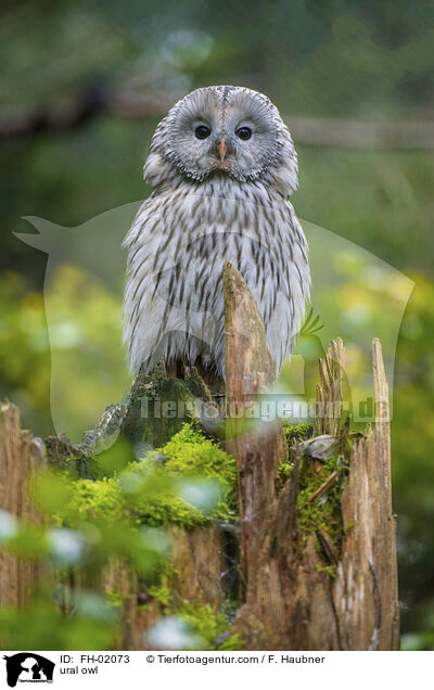 ural owl / FH-02073
