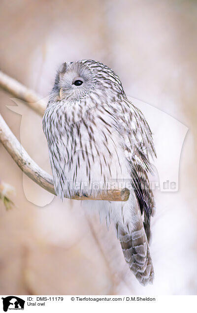 Habichtskauz / Ural owl / DMS-11179