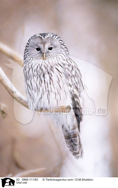 Habichtskauz / Ural owl / DMS-11180
