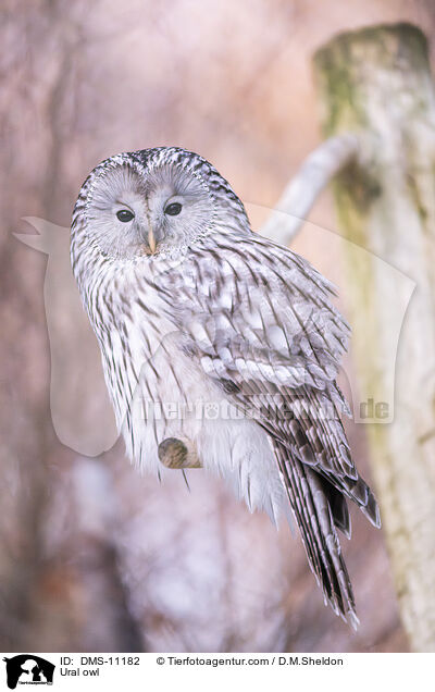 Habichtskauz / Ural owl / DMS-11182