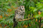 Ural owl