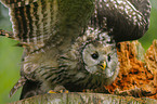 Ural owl