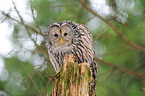 Ural owl
