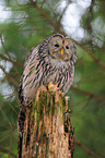 Ural owl