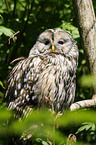 Ural owl