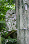 Ural owl