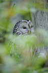 Ural owl