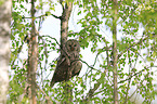 oral owl