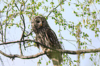 oral owl