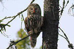 oral owl