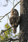 oral owl