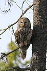 oral owl