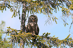 oral owl