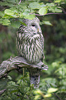 oral owl