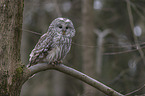 ural owl