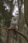 ural owl