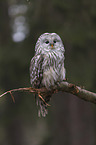 ural owl