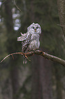 ural owl