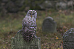 ural owl