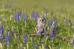 ural owl
