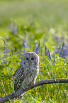 ural owl