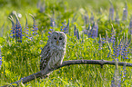 ural owl